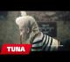 Tuna ft Cozman - Fenix 